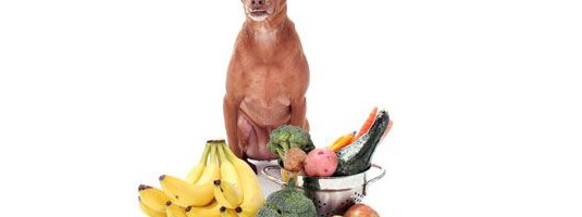 Are Waggs A Good Food For Dogs Are Waggs A Good Food For Dogs