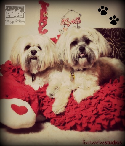 My fur-kids