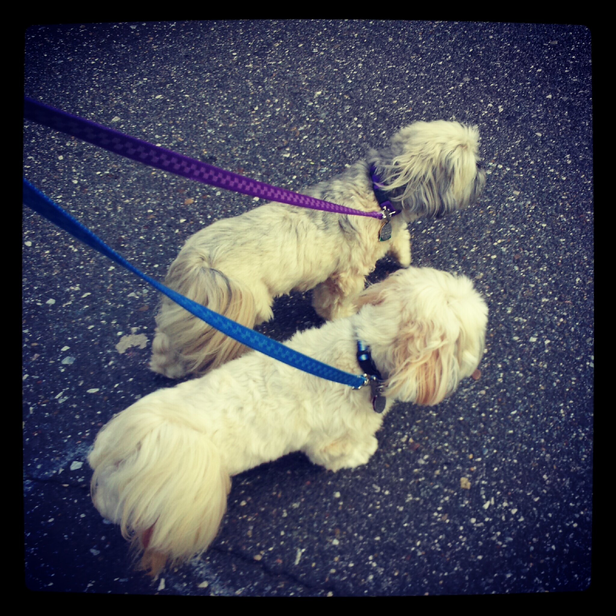 daily walk daily walk