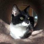 Client Kitty