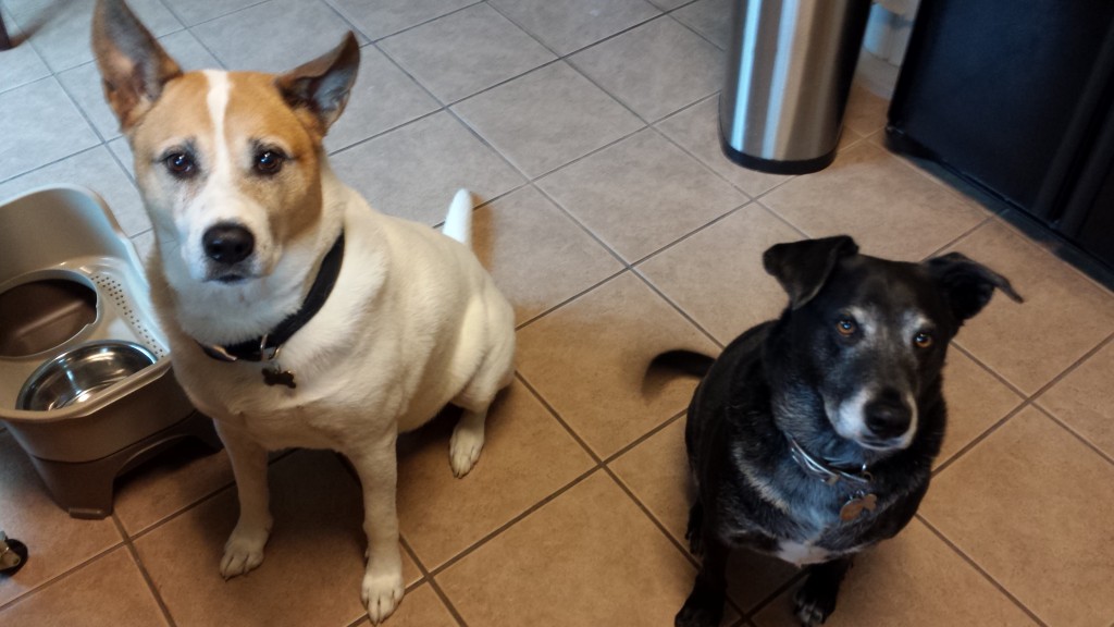 Lady and Sam