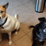 Lady and Sam