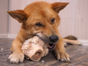 Dog with a bone