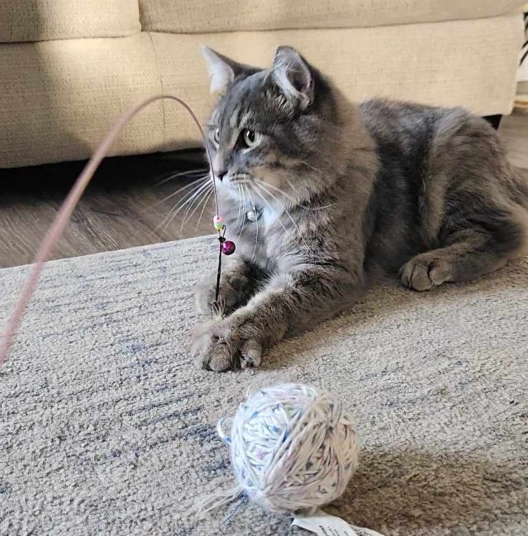 10 Quirky Things Only Cat Owners Will Understand