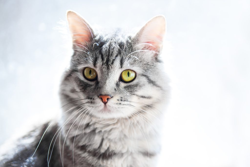 Kitty