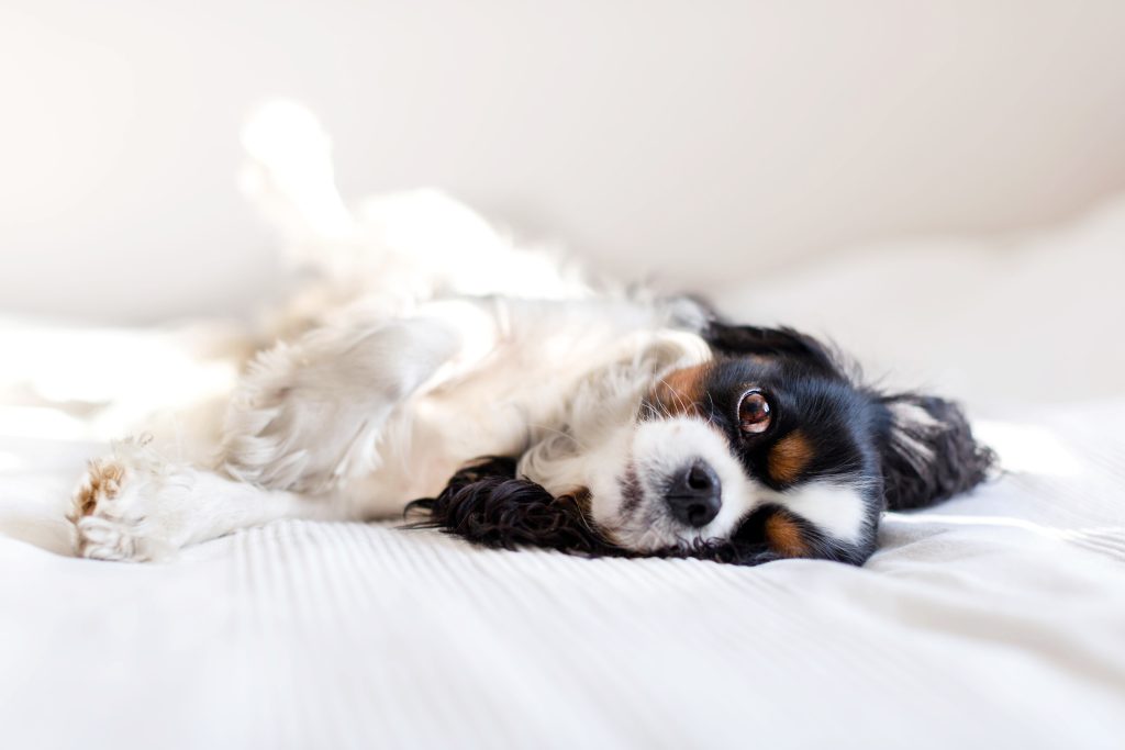 Pup