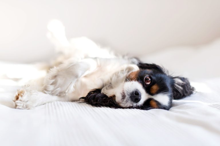 Create A Will for Your Pets